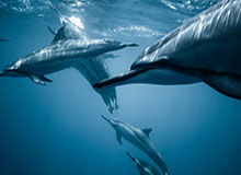 开云-杜三岁！火箭现场小朋友唱跳rap 杜兰特加入其中小秀舞姿点燃全场